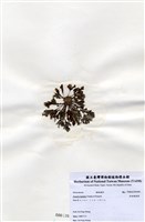 藏品(有柄褐扇藻)的圖片